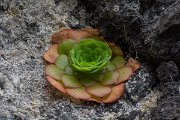 DPPhotography - Maderia - Aeonium glandulosum - A
