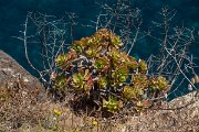 DPPhotography - Maderia - Aeonium glutinosum - A