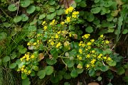DPPhotography - Maderia - Aichryson divaricatum - A
