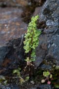 DPPhotography - Maderia - Anogramma leptophylla - C