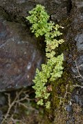 DPPhotography - Maderia - Anogramma leptophylla - D