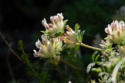 DPPhotography - Maderia - Anthyllis lemanniana - C