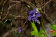 DPPhotography - Maderia - Aquilegia vulgaris - A