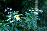 DPPhotography - Maderia - Argyranthemum pinnatifidum - A