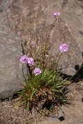 DPPhotography - Maderia - Armeria maderensis - B