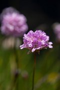 DPPhotography - Maderia - Armeria maderensis - C