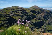 DPPhotography - Maderia - Armeria maderensis - D