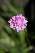 DPPhotography - Maderia - Armeria maderensis - E