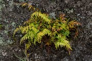 DPPhotography - Maderia - Asplenium adiantum-nigrum - B