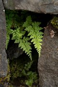 DPPhotography - Maderia - Asplenium billotii - A