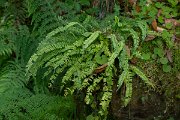 DPPhotography - Maderia - Asplenium monanthes - A