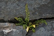 DPPhotography - Maderia - Asplenium trichomanes - A