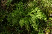 DPPhotography - Maderia - Athyrium filix-femina - B