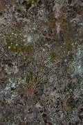 DPPhotography - Maderia - Avenella flexuosa subsp. maderensis - A