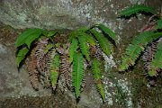 DPPhotography - Maderia - Blechnum spicant - A