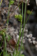 DPPhotography - Maderia - Carex extensa - B