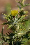 DPPhotography - Maderia - Carthamus lanatus - A