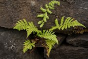 DPPhotography - Maderia - Christella dentata - A