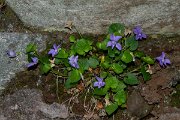 DPPhotography - Maderia - Common dog violet, Viola riviniana - B