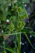 DPPhotography - Maderia - Cyperus eragrostis - A