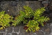DPPhotography - Maderia - Cyrtomium falcatum, House holly-fern - A