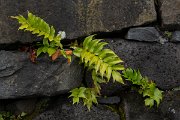 DPPhotography - Maderia - Cyrtomium falcatum, House holly-fern - B