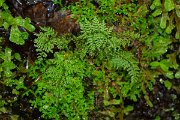 DPPhotography - Maderia - Cystopteris viridula - A