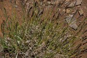 DPPhotography - Maderia - Dactylis smithii - A