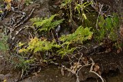 DPPhotography - Maderia - Davallia canariensis - A