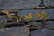 DPPhotography - Maderia - Davallia canariensis - B