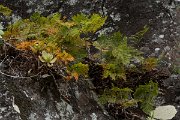 DPPhotography - Maderia - Davallia canariensis - C
