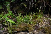 DPPhotography - Maderia - Diphasiastrum madeirense - A