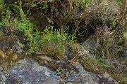 DPPhotography - Maderia - Diphasiastrum madeirense - B
