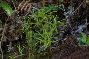 DPPhotography - Maderia - Diphasiastrum madeirense - C