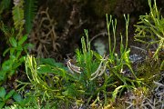 DPPhotography - Maderia - Diphasiastrum madeirense - D