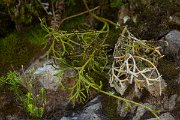 DPPhotography - Maderia - Diphasiastrum madeirense - E