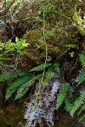 DPPhotography - Maderia - Diphasiastrum madeirense - F