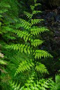 DPPhotography - Maderia - Diplazium caudatum - A