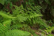 DPPhotography - Maderia - Diplazium caudatum - B
