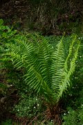 DPPhotography - Maderia - Dryopteris aitoniana - B