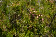 DPPhotography - Maderia - Erica maderensis - A