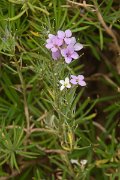 DPPhotography - Maderia - Erysimum bicolor - A