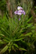 DPPhotography - Maderia - Erysimum bicolor - B