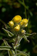 DPPhotography - Maderia - Helichrysum foetidum - A