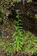 DPPhotography - Maderia - Hoary willowherb, Epilobium parviflorum - A