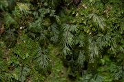 DPPhotography - Maderia - Hymenophyllum maderense - C