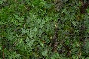 DPPhotography - Maderia - Hymenophyllum tunbrigense - A
