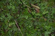 DPPhotography - Maderia - Hymenophyllum tunbrigense - B