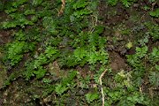 DPPhotography - Maderia - Hymenophyllum tunbrigense - C