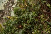DPPhotography - Maderia - Hymenophyllum tunbrigense - E